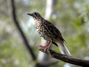 オオトラツグミ Zoothera dauma major