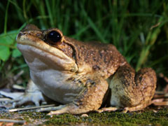 オットンガエル(松田唯氏 撮影)