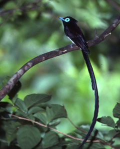 リュウキュウサンコウチョウ(常田守氏 撮影)