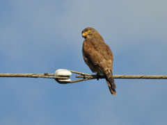 サシバ(水田拓氏 撮影)