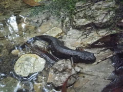 アマミシリケンイモリ(石川拓哉氏 撮影)