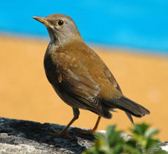 シロハラ(水田拓氏 撮影)