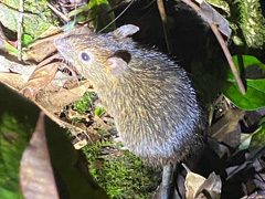 アマミトゲネズミ