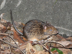 トクノシマトゲネズミ