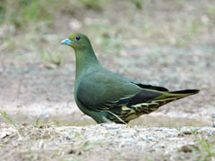 ズアカアオバト(水田拓氏 撮影)