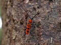 フェリエベニボシカミキリ（吉川明宏氏 撮影）写真