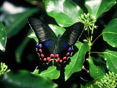 オキナワカラスアゲハ・メス（山室一樹氏 撮影）写真