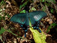 オキナワカラスアゲハ・オス（山室一樹氏 撮影）写真