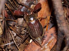 ケブカコフキコガネ（吉川明宏氏 撮影）写真