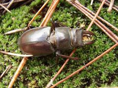 アマミミヤマクワガタ（渡邊環氏 撮影）写真