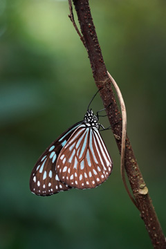 リュウキュウアサギマダラ（池上温人氏 撮影）写真