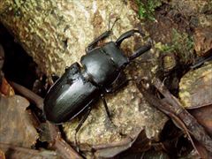 アマミシカクワガタ（山室一樹氏 撮影）写真