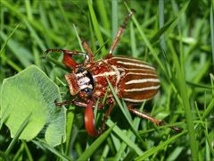 オキナワシロスジコガネ（吉川明宏氏 撮影）写真