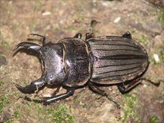 スジブトヒラタクワガタ（渡邉環氏 撮影）写真