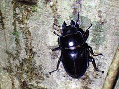 ウケジママルバネクワガタ♀
