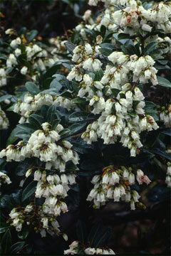 アマミアセビ(山下弘氏 撮影)写真