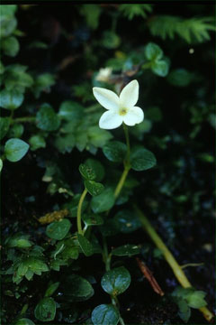 アマミアワゴケ(山下弘氏 撮影)写真