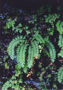 アマミデンダ(山下弘氏 撮影)写真