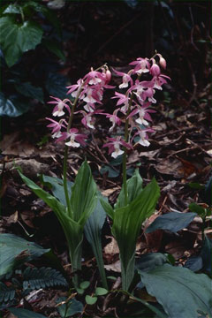 アマミエビネ(山下弘氏 撮影)写真