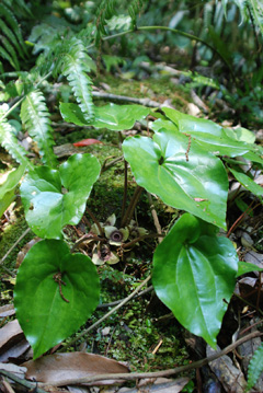 フジノカンアオイ写真