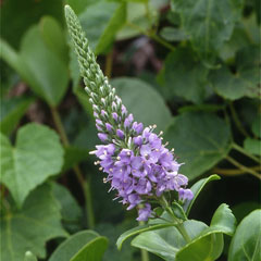ハマトラノオ(山下弘氏 撮影)写真