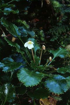 アマミイワウチワ(山下弘氏 撮影)写真