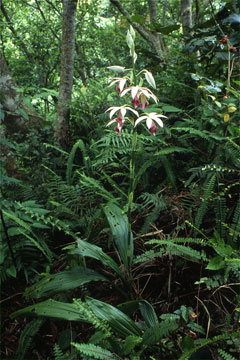 カクチョウラン(山下弘氏 撮影)写真