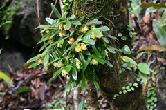 カシノキラン写真