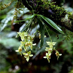 アマミカヤラン(山下弘氏 撮影)写真