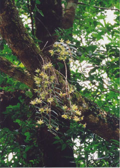 キバナノセッコク(山下弘氏 撮影)写真