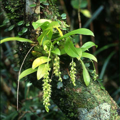 コゴメキノエラン(山下弘氏 撮影)写真