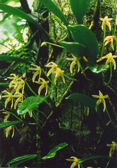 クスクスラン(山下弘氏 撮影)写真