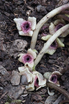 ミヤビカンアオイ(山下弘氏 撮影)写真