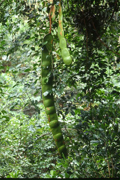 モダマ(山下弘氏 撮影)写真