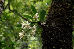 ナゴラン(山下弘氏 撮影)写真