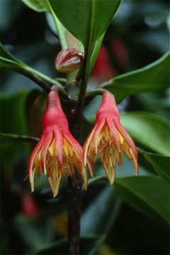 オヒルギ(山下弘氏 撮影)写真