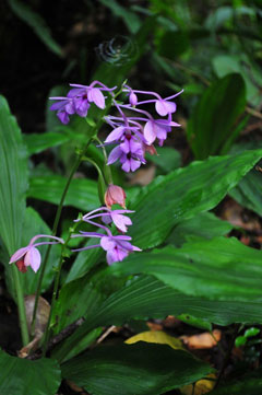 オナガエビネ(常田守氏 撮影)写真