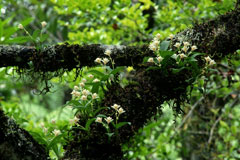 オサラン(山下弘氏 撮影)写真