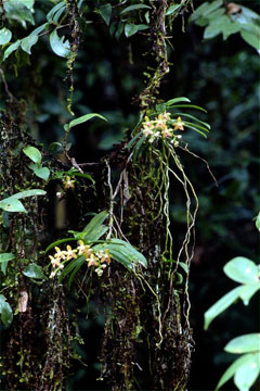 サガリラン(山下弘氏 撮影)写真