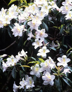 アマミセイシカ(山下弘氏 撮影)写真