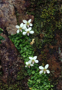 アマミスミレ(山下弘氏 撮影)写真