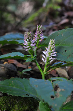 リュウキュウスズカケ(常田守氏 撮影)写真