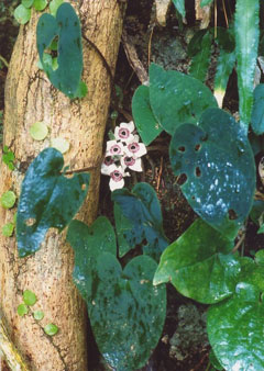 タニムラカンアオイ(山下弘氏 撮影)写真