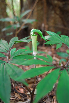 アマミテンナンショウ(常田守氏 撮影)写真