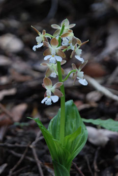 トクノシマエビネ写真
