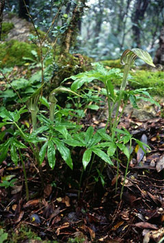 トクノシマテンナンショウ(山下弘氏 撮影)写真