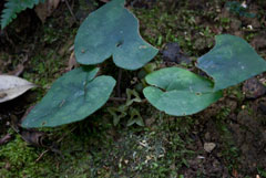 トリガミネカンアオイ写真