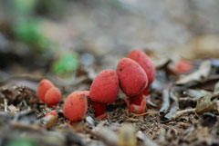ヤクシマツチトリモチ写真