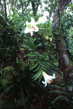 ウケユリ(山下弘氏 撮影)写真