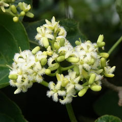 ワダツミノキ(山下弘氏 撮影)写真